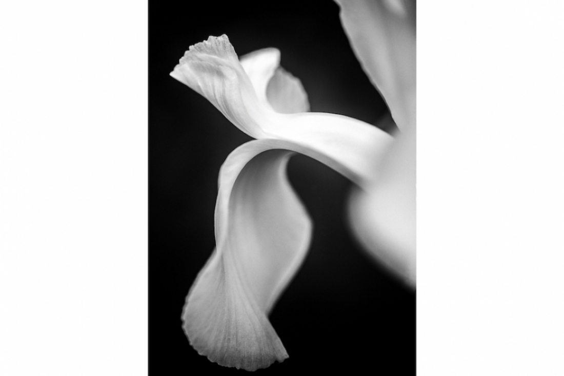 Datura Datura