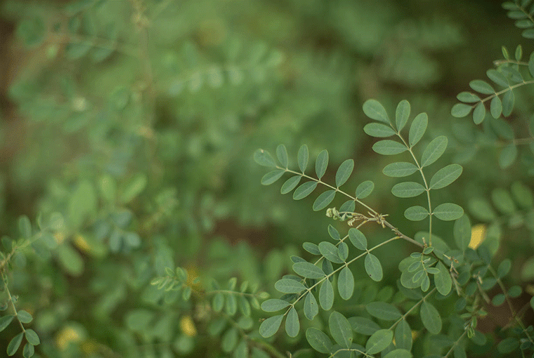 Indigo Social Indigofera tinctoria