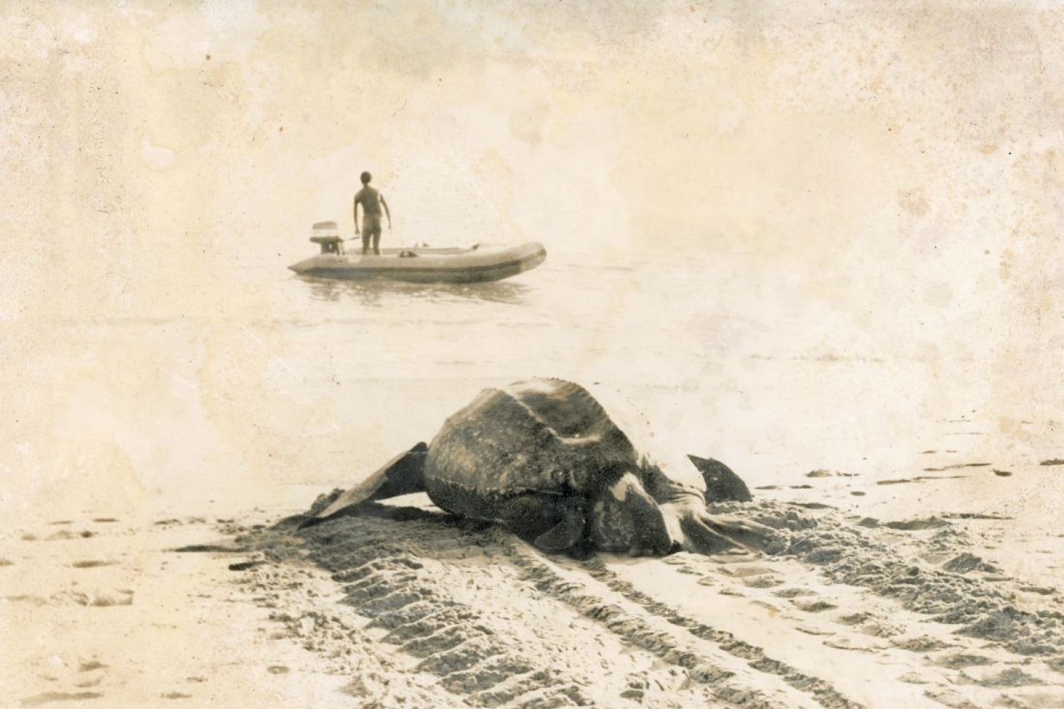 A Life Devoted to Sea Turtles A Life Devoted to Sea Turtles