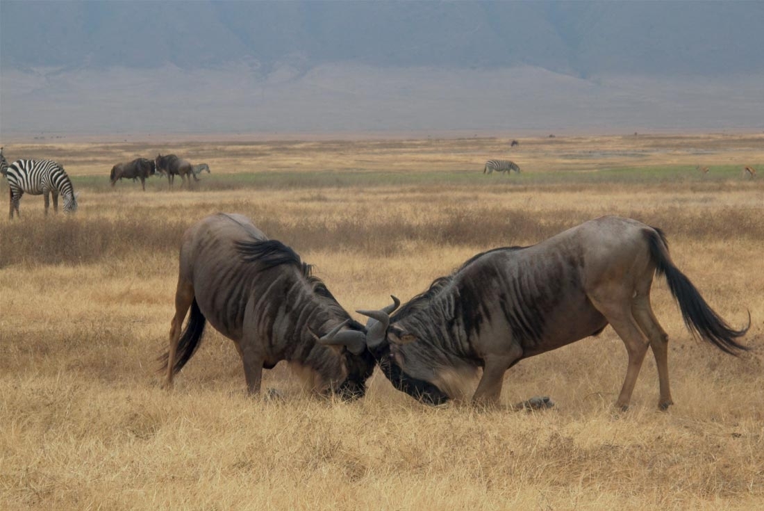 Absurdly Beautiful Africa Absurdly Beautiful Africa