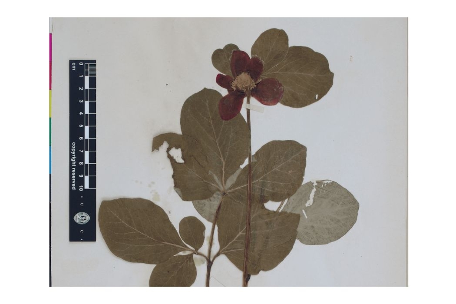 Archives and Afterlives: Annette Jacob 