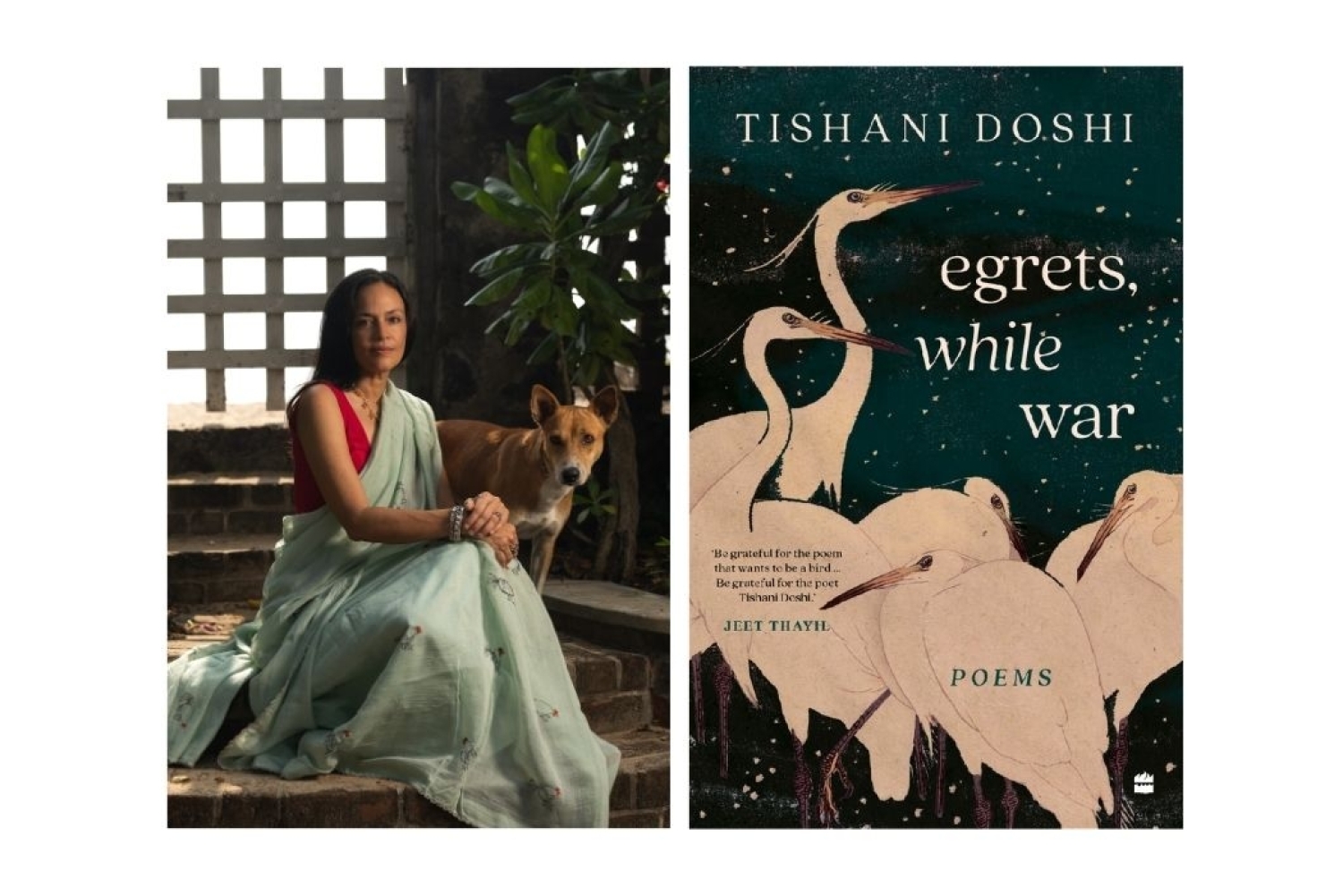 Egrets, While War