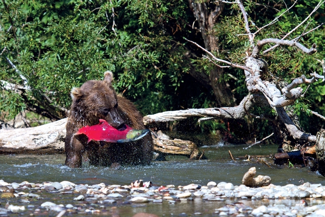 Kamchatka