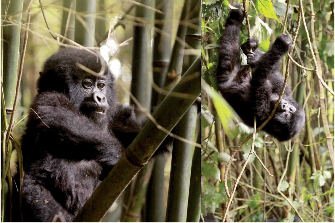 Romancing The Gorillas Romancing The Gorillas