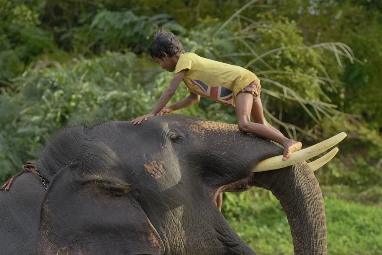 The Elephant Whisperers The Elephant Whisperers