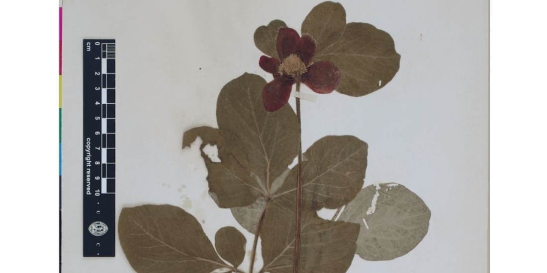 Archives and Afterlives: Annette Jacob 