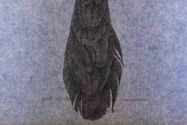 filed under: a/muse/ um : Garima Gupta Garima Gupta Rothschild's bird , detail, 2020 Graphite & Pastel du st on blue paper 11.7 x 8.3 inches