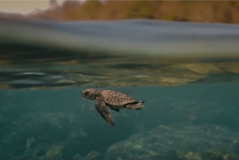 A Life Devoted to Sea Turtles A Life Devoted to Sea Turtles