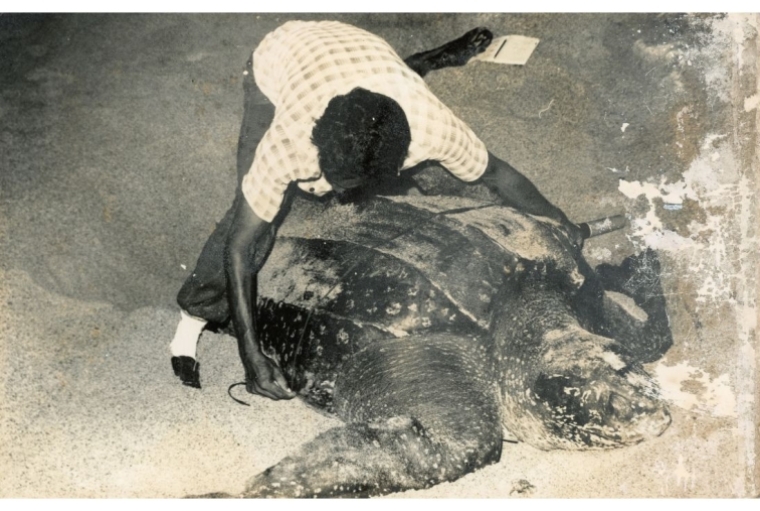 A Life Devoted to Sea Turtles A Life Devoted to Sea Turtles
