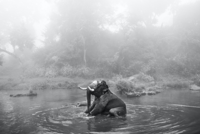 Chennai Photo Biennale - Edition III Senthil Kumaran From the project â€œTamed Tuskersâ€