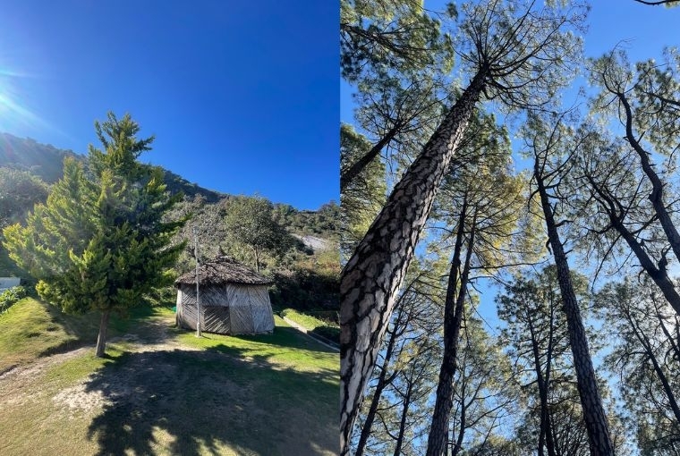 Mountain Diary L-R: Goldcrest tree, Towering Pine Trees