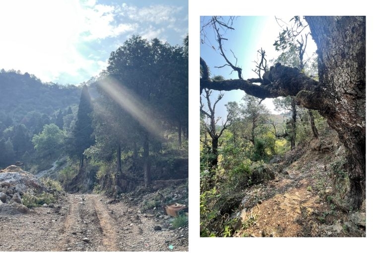 Tales from the misty mountains L-R: Start of the Kanjipuri Trek, Midway point Tales from the misty mountains L-R: Start of the Kanjipuri Trek, Midway point