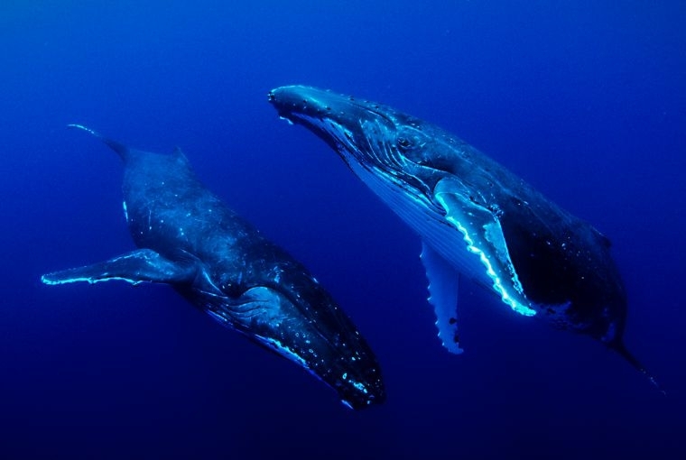 The Sixth Sense  Sound of the Ocean